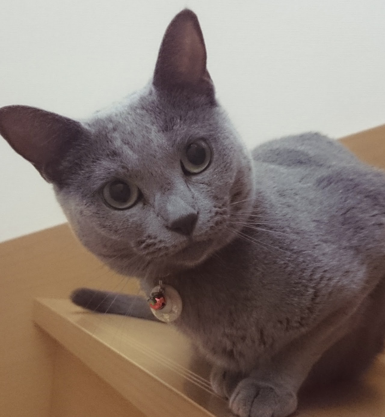 モイのプロフィール写真